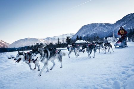Reisen Schlittenhunde in St Ulrich am Pillersee 1