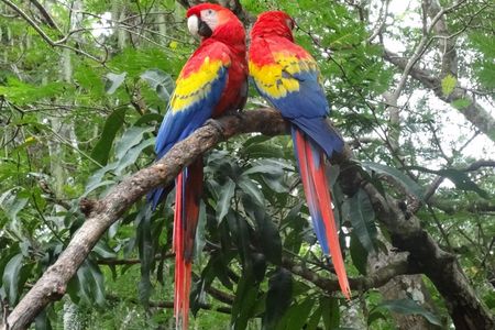 Zentralamerika - Copan Ruinas - Papageien