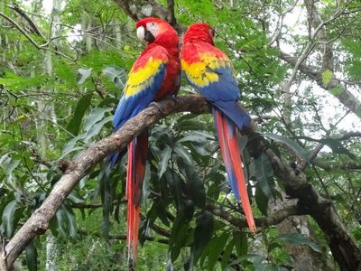 Zentralamerika - Copan Ruinas - Papageien