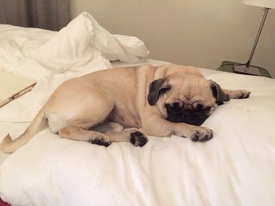 Mops im Bett
