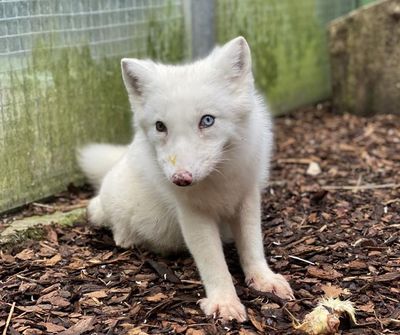Schneeweißes Fell, ein blaues und ein grünes Auge: Polarfuchs-Baby Wukk wird in der TIERART Wildtierstation von VIER PFOTEN ein artgemäßes Leben führen