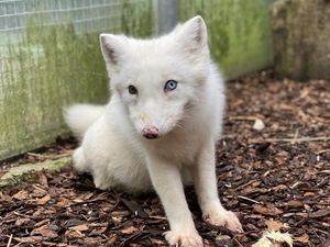 Schneeweißes Fell, ein blaues und ein grünes Auge: Polarfuchs-Baby Wukk wird in der TIERART Wildtierstation von VIER PFOTEN ein artgemäßes Leben führen Schneeweißes Fell, ein blaues und ein grünes Auge: Polarfuchs-Baby Wukk wird in der TIERART Wildtierstation von VIER PFOTEN ein artgemäßes Leben führen