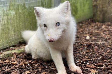 Schneeweißes Fell, ein blaues und ein grünes Auge: Polarfuchs-Baby Wukk wird in der TIERART Wildtierstation von VIER PFOTEN ein artgemäßes Leben führen