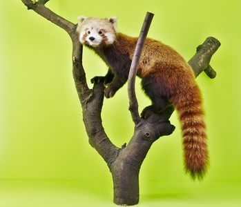 ausstellung  in Freiburg: Von Schmetterlingen und Donnerdrachen - Natur und Kultur in Buthan: Neue Ausstellung von Naturmuseum und Ethnologischer Sammlung
