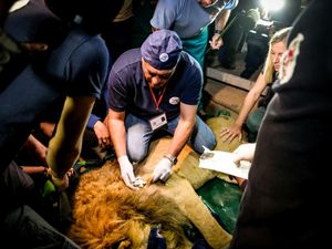 Die Tiere, darunter fuenf Loewen konnten aus dem Zoo in Gaza gerettet werden