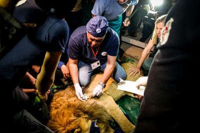 Die Tiere, darunter fuenf Loewen konnten aus dem Zoo in Gaza gerettet werden