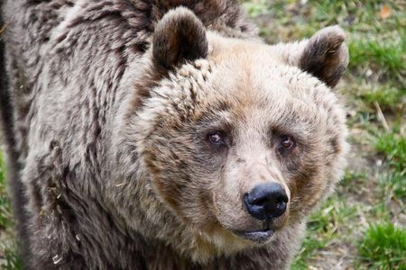 Braunbär Otto lebte 16 Jahre lang im BÄRENWALD Müritz