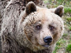 Braunbär Otto lebte 16 Jahre lang im BÄRENWALD Müritz Braunbär Otto lebte 16 Jahre lang im BÄRENWALD Müritz