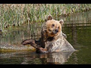Kleine und große Tierfans freuen sich auf Balou, Tapsi und 13 weitere Braunbaeren in Westeuropas groesstem Baerenschutzzentrum in der Mecklenburgischen Seenplatte Kleine und große Tierfans freuen sich auf Balou, Tapsi und 13 weitere Braunbaeren in Westeuropas groesstem Baerenschutzzentrum in der Mecklenburgischen Seenplatte