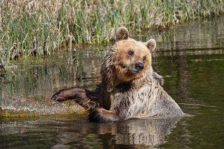 Kleine und große Tierfans freuen sich auf Balou, Tapsi und 13 weitere Braunbaeren in Westeuropas groesstem Baerenschutzzentrum in der Mecklenburgischen Seenplatte