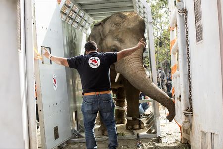 Vom einsamsten zum gluecklichsten Elefanten Kaavan hebt ab in Richtung Kambodscha