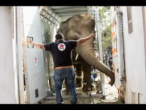 Vom einsamsten zum gluecklichsten Elefanten Kaavan hebt ab in Richtung Kambodscha