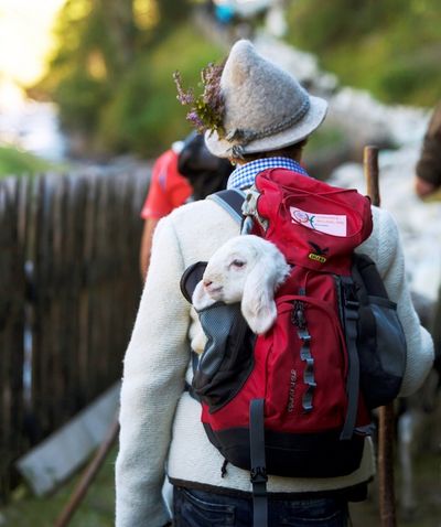 Almabtrieb Lamm in Rucksack