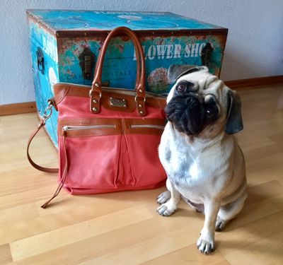 Mops mit Handtasche