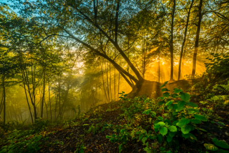 Litauisches Waldfoto von Laimonas Ciūnys