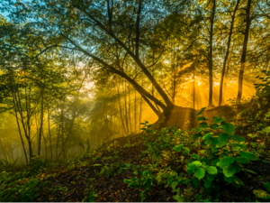 Litauisches Waldfoto von Laimonas Ciūnys Litauisches Waldfoto von Laimonas Ciūnys