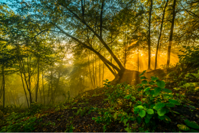 Litauisches Waldfoto von Laimonas Ciūnys