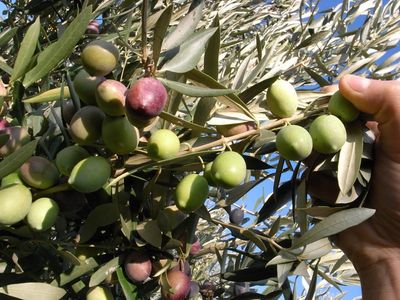 Olivenoel, eines unserer ältesten Lebensmittel