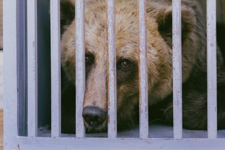 Die Baeren Leo und Melanka verbrachten 14 Jahre in kleinen Betongehegen
