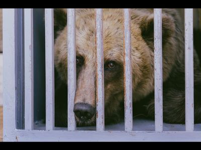 Die Baeren Leo und Melanka verbrachten 14 Jahre in kleinen Betongehegen