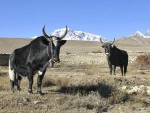 In Mustang erleben Hauser-Reisende eine der urspruenglichsten Regionen Nepals, Yaks zaehlen dort noch immer zu den wichtigsten Nutztieren In Mustang erleben Hauser-Reisende eine der urspruenglichsten Regionen Nepals, Yaks zaehlen dort noch immer zu den wichtigsten Nutztieren