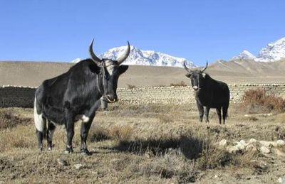 In Mustang erleben Hauser-Reisende eine der urspruenglichsten Regionen Nepals, Yaks zaehlen dort noch immer zu den wichtigsten Nutztieren