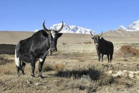 In Mustang erleben Hauser-Reisende eine der urspruenglichsten Regionen Nepals, Yaks zaehlen dort noch immer zu den wichtigsten Nutztieren