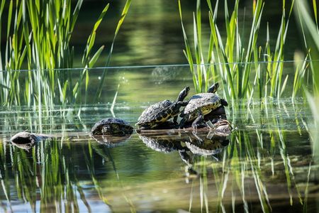 Der riesige Seerosenteich im 52.000 Quadratmeter großen Park der Therme Meran in Südtirol beherbergt unter anderem 30 Sumpfschildkröten