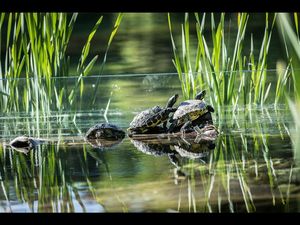 Der riesige Seerosenteich im 52.000 Quadratmeter großen Park der Therme Meran in Südtirol beherbergt unter anderem 30 Sumpfschildkröten