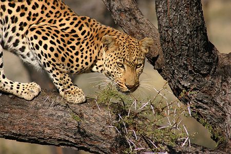 Leopard