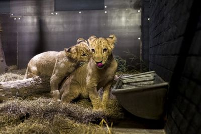 VIER PFOTEN hat die Loewenbabys Masoud und Terez aus illegaler Haltung gerettet
