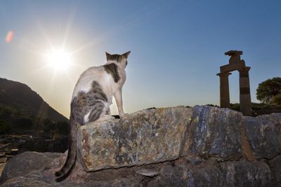 Buch Die Katzen von Ephesos Buch Die Katzen von Ephesos