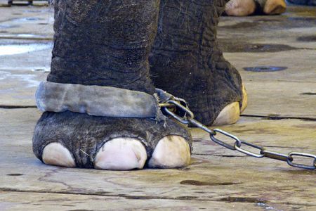 Hunderte Tiger, Giraffen und Elefanten sind in Deutschland noch immer im Zirkus unterwegs und damit muß schluß sein