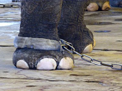 Hunderte Tiger, Giraffen und Elefanten sind in Deutschland noch immer im Zirkus unterwegs und damit muß schluß sein