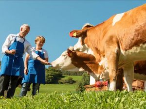 Auf den Weiden der Roter Hahn Bauernhoefe in Suedtirol haben Milchkuehe jede Menge Auslauf