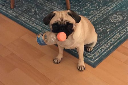 Unser Mops Adele schafft es bestimmt nicht auf das Photoszene-Festival in Koeln, ist aber fuer uns, der GFDK Redaktion das liebste Motiv