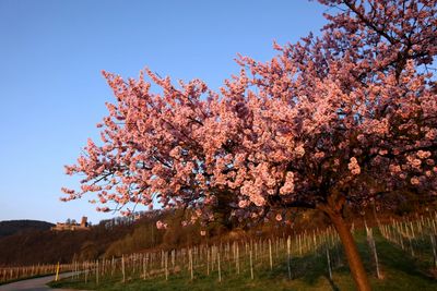 Wellnesshotel Pfalzblick in Dahn