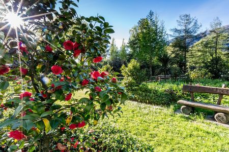 Im Kamelienpark am Lago Maggiore wachsen nahezu tausend Sorten der aus Ostasien stammenden Kamelie, im Tessin auch als Frühlings-Botschafterin bekannt