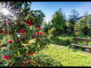 Im Kamelienpark am Lago Maggiore wachsen nahezu tausend Sorten der aus Ostasien stammenden Kamelie, im Tessin auch als Frühlings-Botschafterin bekannt Im Kamelienpark am Lago Maggiore wachsen nahezu tausend Sorten der aus Ostasien stammenden Kamelie, im Tessin auch als Frühlings-Botschafterin bekannt