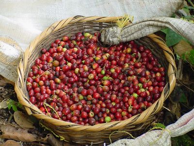 Korb mit Kaffeebohnen