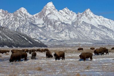 Buffalos in Jackson Hole Mountain Resort Buffalos in Jackson Hole Mountain Resort