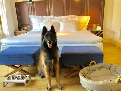 Im Designhotel Cort in Palma auf Mallorca fuehlen sich auch Vierbeiner wohl und duerfen mit ihren Besitzern in den stylischen Zimmern wohnen