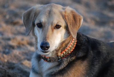 Stil Hundehalsbaender Huendin Funny Stil Hundehalsbaender Huendin Funny