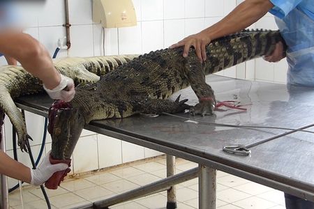 PETA enthuellt grausamste Bedingungen auf vietnamesischen Krokodilfarmen