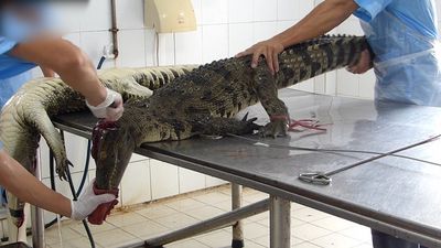 PETA enthuellt grausamste Bedingungen auf vietnamesischen Krokodilfarmen