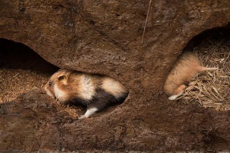 Hamster in seinem Bau