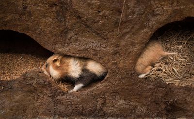 Hamster in seinem Bau