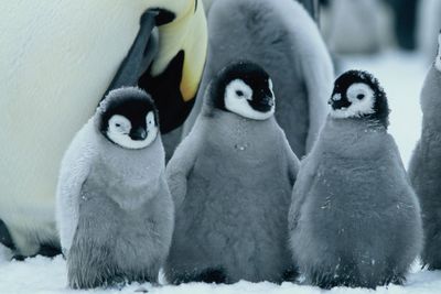 Wir wollen zu den Pinguinen nicht Leb wohl sagen