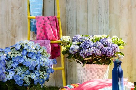Picknick im Gruenen mit der Hortensie