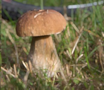 Essen und Trinken Pilz